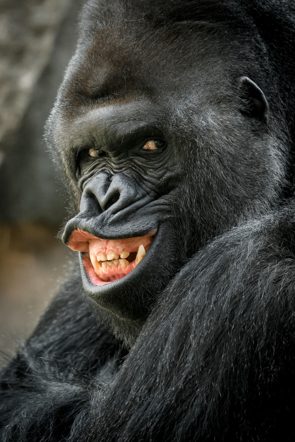 <p>Richard, the unusually photogenic gorilla from Prague Zoo. (Photo: Prauge Zoo/Caters News) </p>