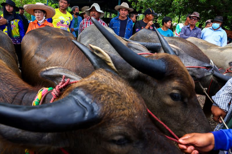 Thais race water buffaloes to mark the start of rice cultivation season amid El Nino-induced drought warning