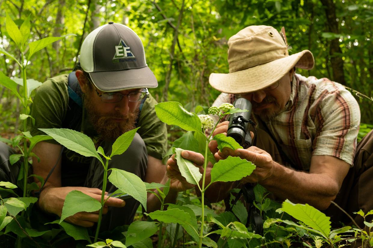 MountainTrue is kicking off its annual 2022 Bioblitz with an in-person event at the Glover Street parking lot at Jackson Park in Hendersonville on Saturday, June 4.