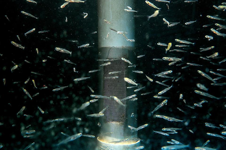 Small silvery fish swim near a mesh filter