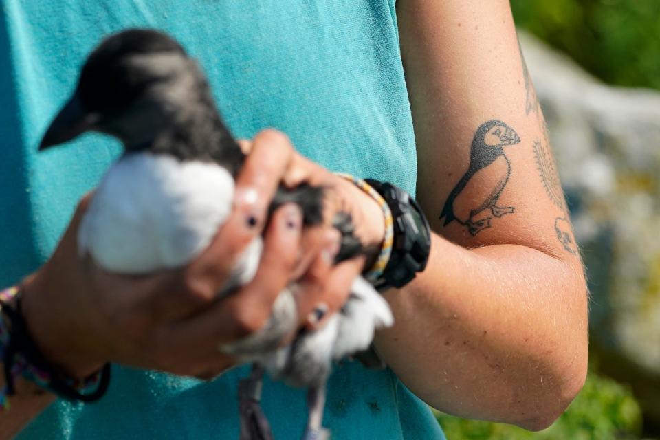 A biologist's affection for puffins is tattooed on her arm on Eastern Egg Rock, Maine, Sunday, Aug. 5, 2023. Scientists who monitor seabirds said Atlantic puffins had their second consecutive rebound year for fledging chicks after suffering a bad 2021.