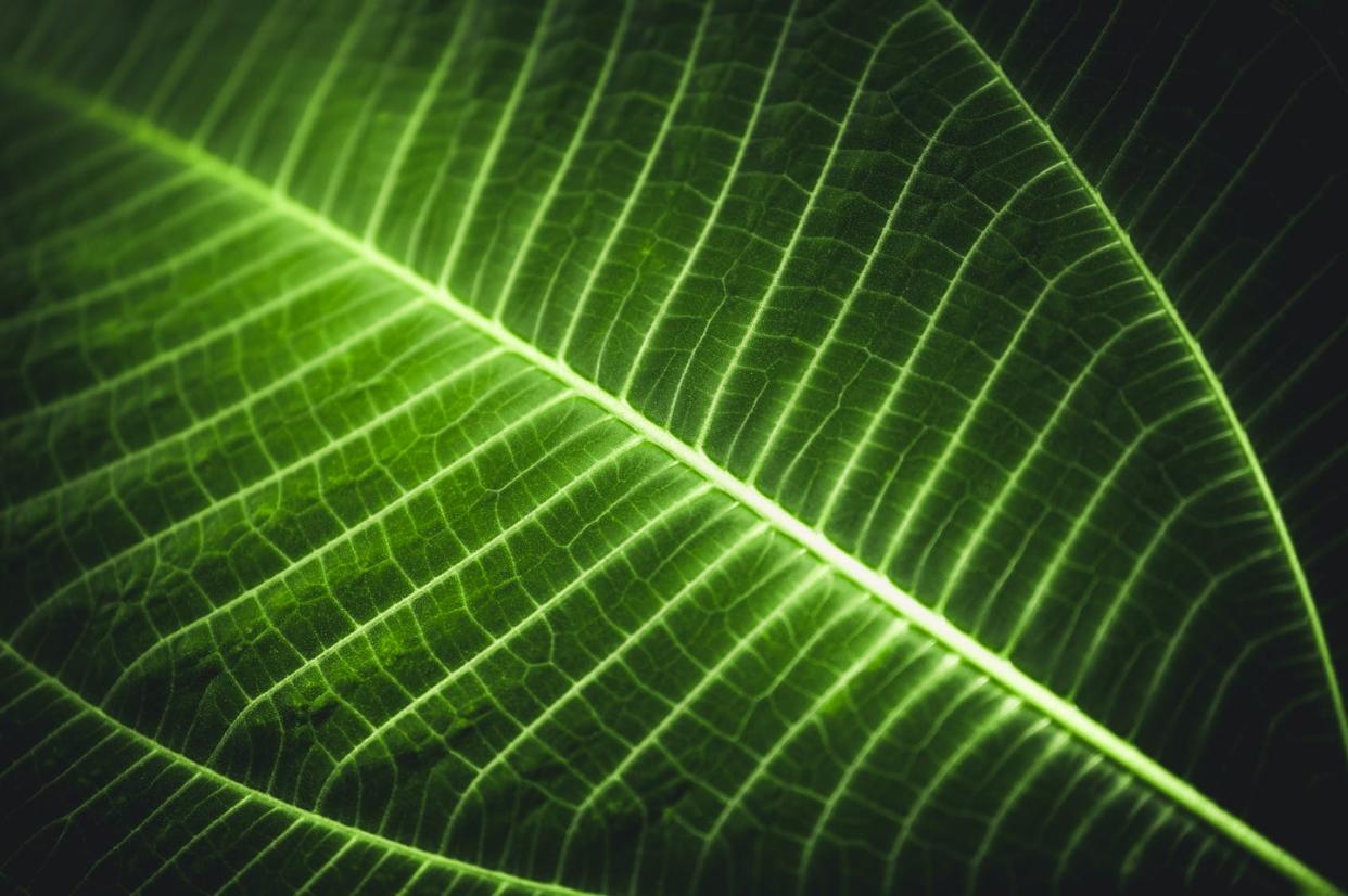 <span class="caption">Can plants signal to us when they are sick or detect radiation?</span> <span class="attribution"><a class="link " href="https://www.gettyimages.com/detail/photo/full-frame-shot-of-glowing-leaf-royalty-free-image/928710424?adppopup=true" rel="nofollow noopener" target="_blank" data-ylk="slk:Sebastian Kopp/EyeEm via Getty Images;elm:context_link;itc:0;sec:content-canvas">Sebastian Kopp/EyeEm via Getty Images</a></span>