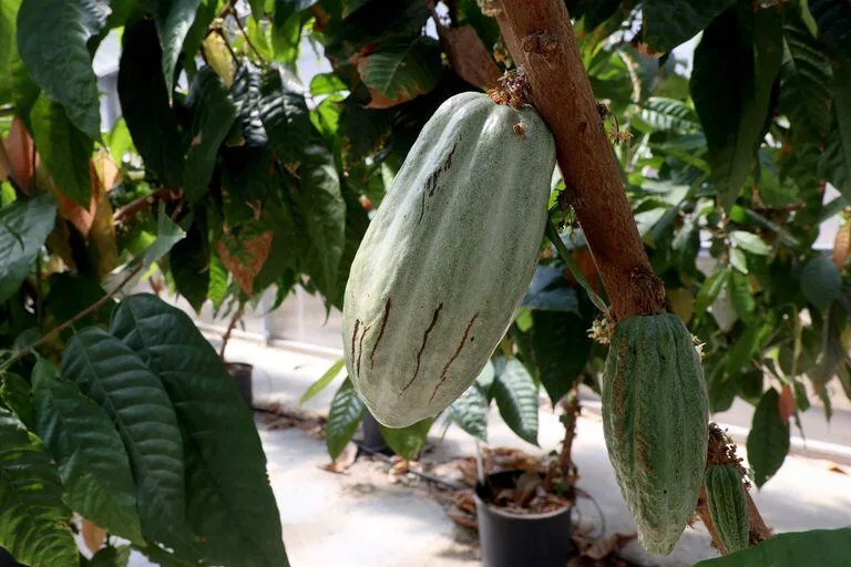 Una planta de cacao