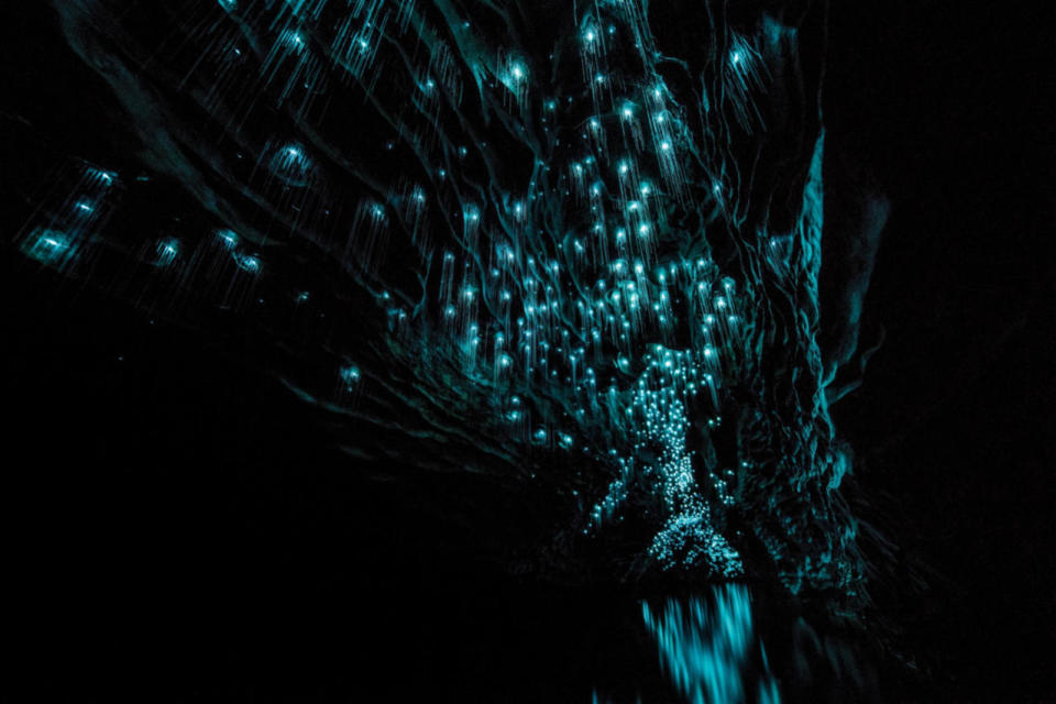 In A Cave Full Of Glowworms 