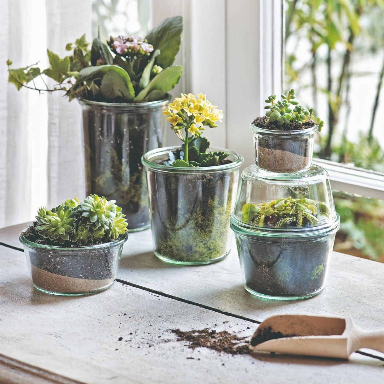  Glass-potted houseplants on a windowsill 