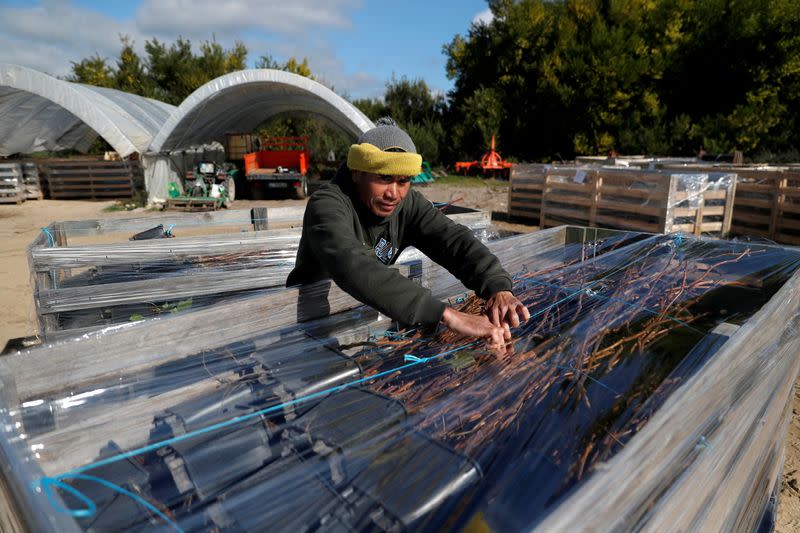 FILE PHOTO: A Thai man prepares trees at a red fruit farm near Odemira