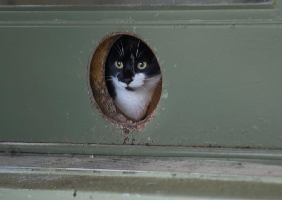 A cat peers out from the cat enclosure looking out to the outside catio area at the Furry Friends Adoption, Clinic and Ranch on Thursday, Jan. 20, 2022, in Palm City. "Furry Friends is an adoption oriented animal rescue," said Tisha Knickerbocker, service dog training coordinator. "We've got cats and dogs on the property that are available for adoption." The Betty White Challenge funds will also go toward day-to-day maintenance and care of the animals that are currently sheltered.