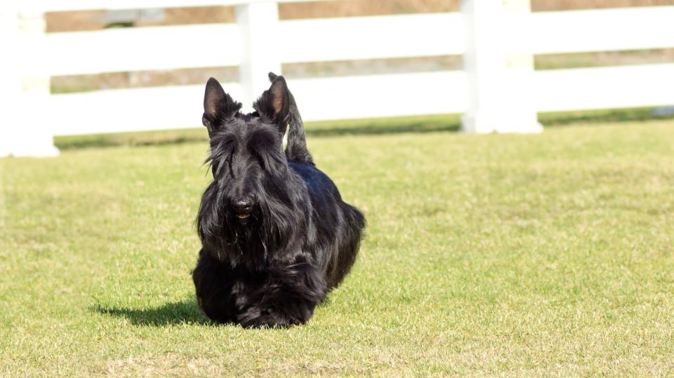 Skye Terrier