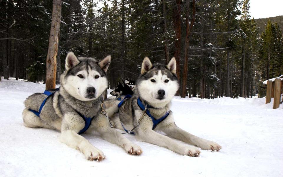 Dog Sledding Tours: Breckenridge, Colorado