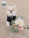 <p>Feimster and Smith's Pomeranian rescue, Biggie, was the adorable ring bearer at the wedding.</p> <p>The tiny pooch, who Smith says is "a little joy," was dressed to the nines in a pinstripe tuxedo and tie, to which the wedding bands were fastened.</p> <p>"They put [Biggie] down to come walk towards us and he gets right towards the edge and he does a big shake," Feimster recalls with a laugh. "And we were like, 'Please still have our rings.' We just envisioned our rings flying off of his tuxedo and into the ocean, but luckily they stayed."</p>