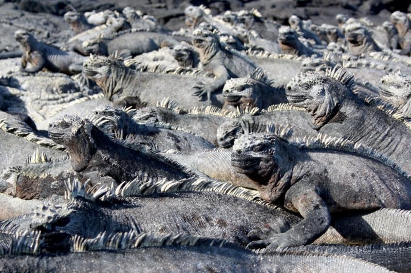 Getting to the marine iguanas of the Galapagos Islands used to be difficult and expensive, but affordable flights from Ecuador are bringing more tourists - and local officials are now doubling the price for access to limit the impact of mass tourism. Christina Horsten/dpa