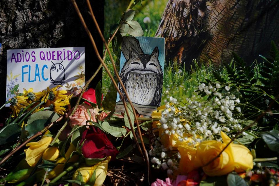 PHOTO: Flowers, cards, and drawings left at a memorial site in Central Park following the death of Flaco, New York City, Feb. 25, 2024. (Bing Guan/Reuters)