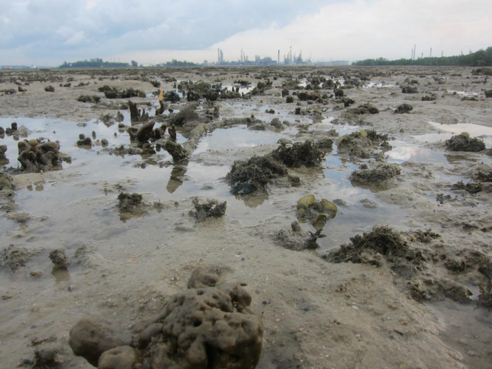 The expense of the coral rubble area of Pulau Semakau at low tide. (Yahoo! Singapore/ Karen Vera)