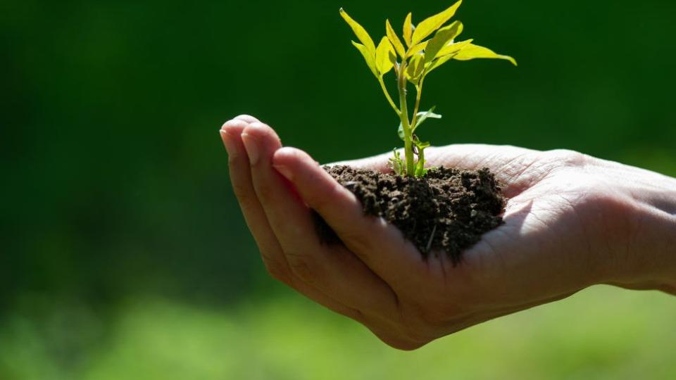 Mano sujetando tierra con una pequeña planta.