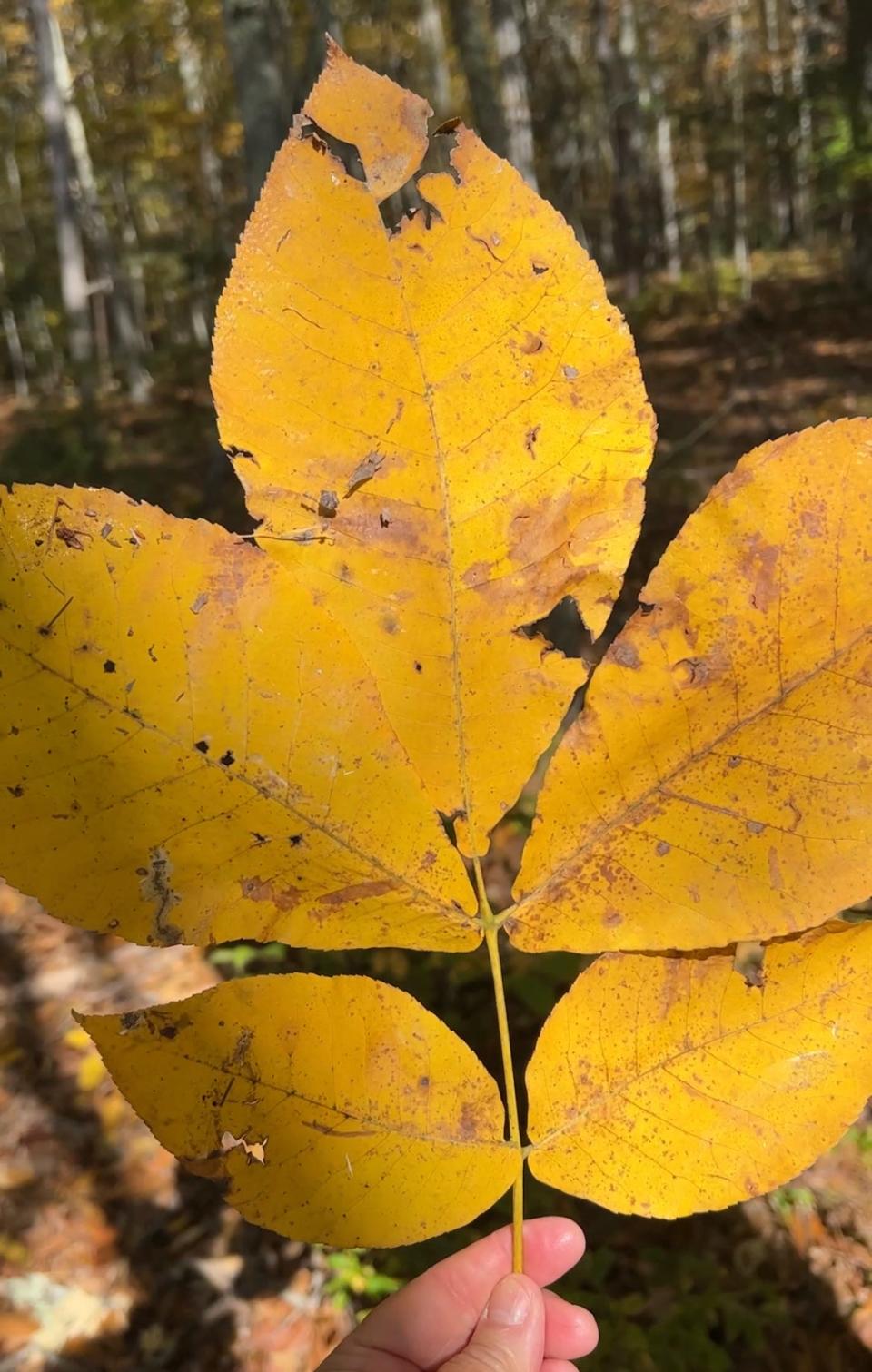 Leaves of a shagbark hickory tree turn gold in the fall.