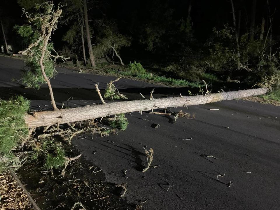 This tree fell across a Cambria road during a powerful wind storm on Monday, April 3, 2023.