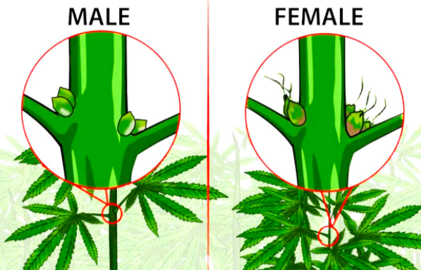 Feminisierte marihuana samen