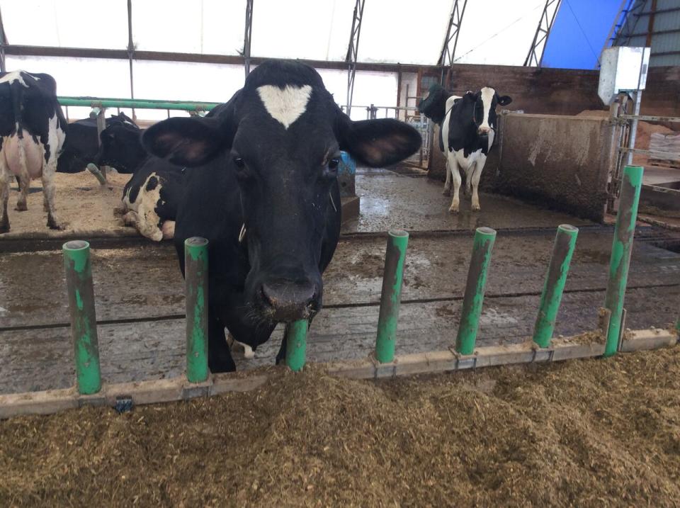 A holstein classifier from Holstein Canada scores the cows from poor to excellent. This cow, named Kerry, was rated excellent.