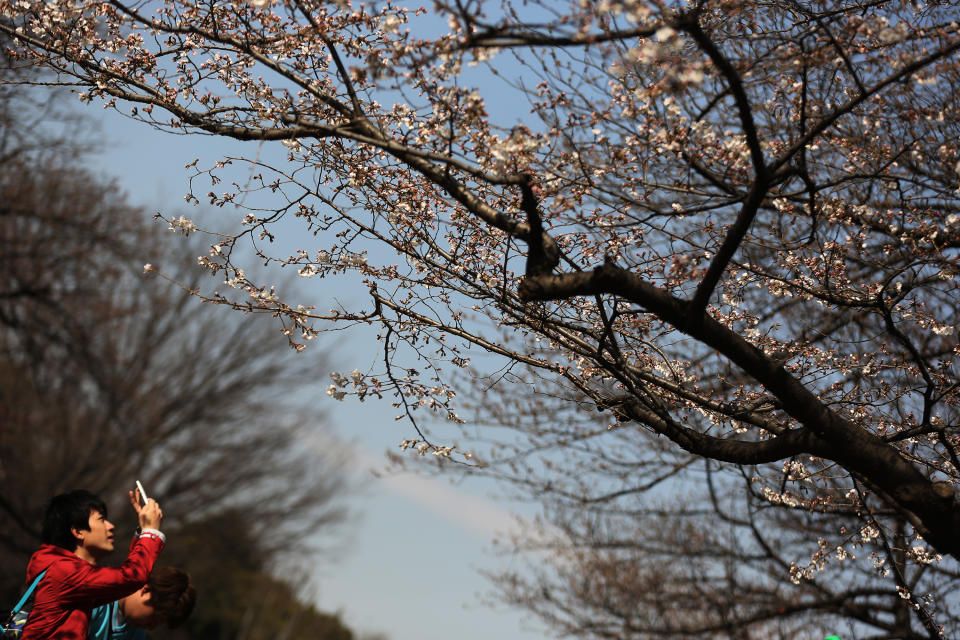 A visitor photographs the cherry blossom which begins blooming at Ueno Park in Tokyo, Tuesday, March 25, 2014. Tens of thousands of admirers will be expected to show up at the park to enjoy the white pink blossoms. (AP Photo/Eugene Hoshiko)