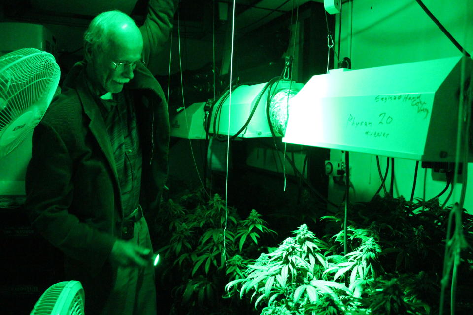 Chuck Ream of Ann Arbor, Mich., growing marijuana in 2014 as a registered medical marijuana patient and a caregiver for four others. (Photo: Emma Fidel/AP)