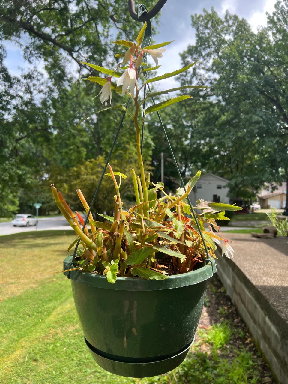 The deer were kind enough to leave me a single begonia bloom on my hanging basket.