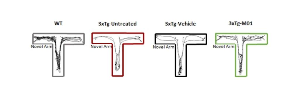 WT(Wild Type,野生型小鼠):為一般正常實驗小鼠；3xTg:表達阿茲海默症狀的小鼠。在T型迷宮(T-maze)行為實驗中，一般正常小鼠的移動軌跡會明顯多於阿茲海默症小鼠；但若阿茲海默症小鼠服用M01後，則移動軌跡明顯回復如一般正常小鼠。