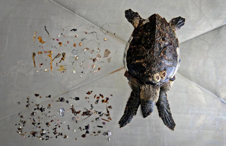 A Hawksbill sea turtle that was found on a nearby beach is displayed after an autopsy was performed along with trash mostly plastic materials, top, and food items, left, at the Al Hefaiyah Conservation Center lab, in the city of Kalba, on the east coast of the United Arab Emirates, Tuesday, Feb. 1, 2022. A staggering 75% of all dead green turtles and 57% of all loggerhead turtles in Sharjah had eaten marine debris, including plastic bags, bottle caps, rope and fishing nets, a new study published in the Marine Pollution Bulletin. The study seeks to document the damage and danger of the throwaway plastic that has surged in use around the world and in the UAE, along with other marine debris. (AP Photo/Kamran Jebreili)