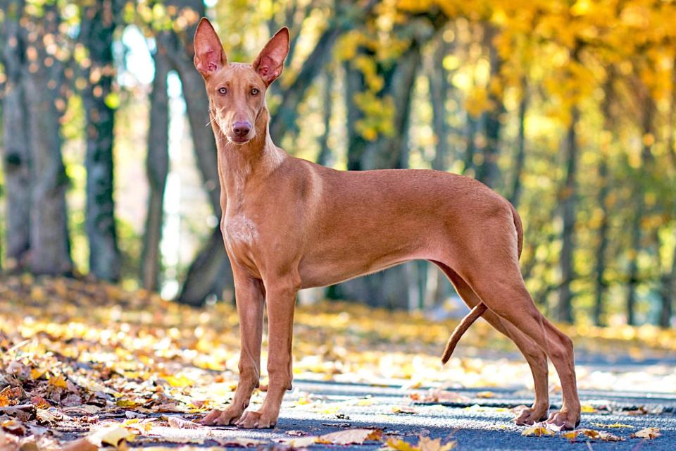 reddish brown Pharaoh Hound standing in wooded area with autumn leaves on the ground