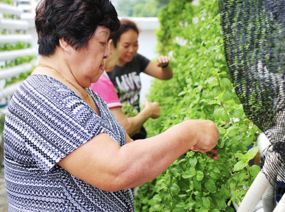 Rooftop farm in Singapore. (PHOTO: ComCrop)