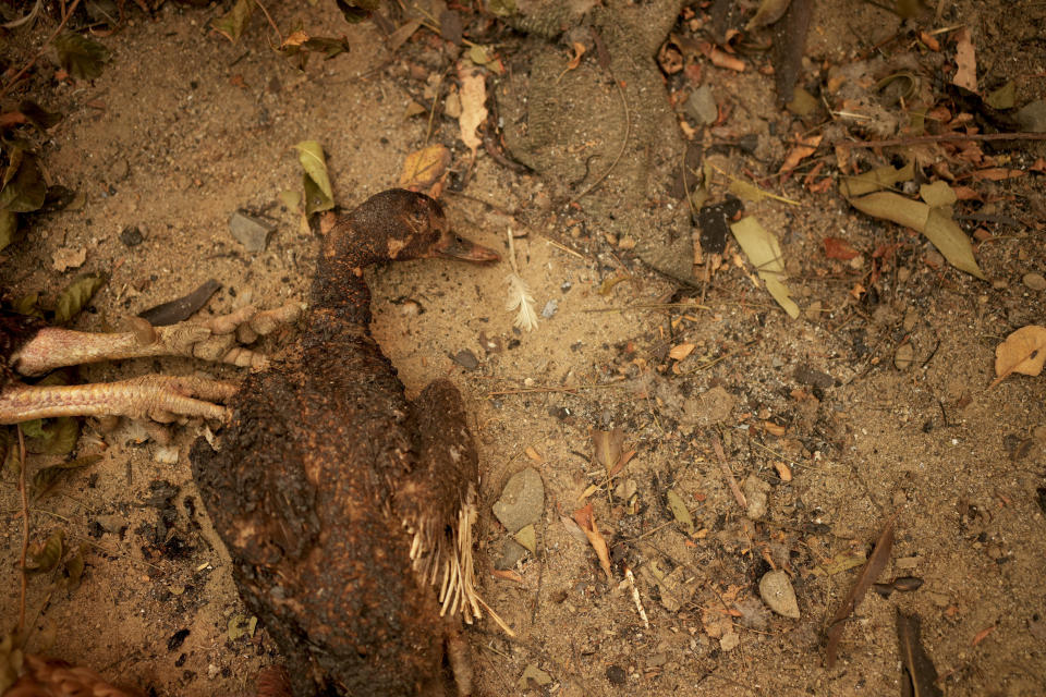 A duck carcass lies on the ground after wildfires swept through in Santa Ana, Chile, Saturday, Feb. 4, 2023. Forest fires are spreading in southern and central Chile, triggering evacuations and the declaration of a state of emergency in some regions. (AP Photo/Matias Delacroix)