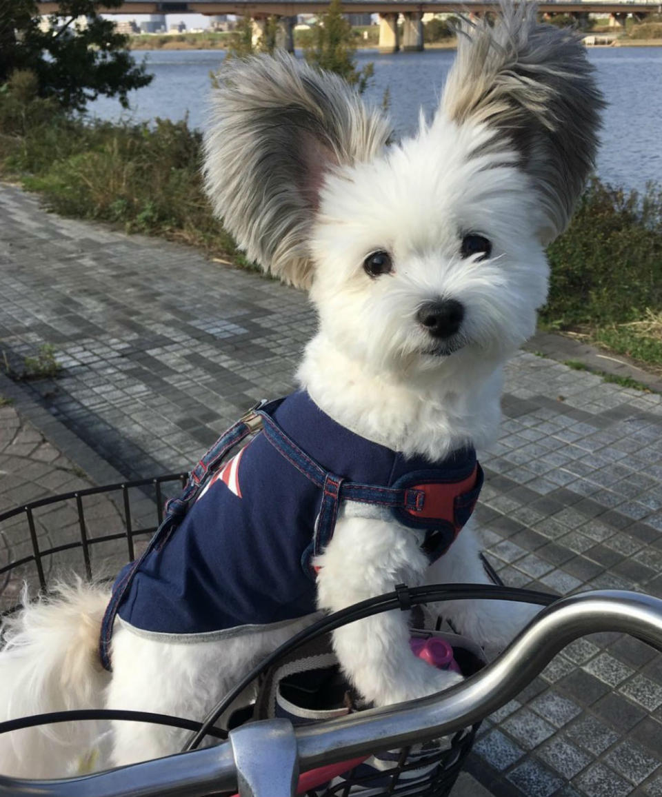 Goma, al ser una mezcla de Papillón ('El perro mariposa') y Bichón maltés, presume de tener unas orejas que se parecen mucho a las de Mickey Mouse. (Foto: Instagram / <a href="https://www.instagram.com/p/BqCasfkAt_X/" rel="nofollow noopener" target="_blank" data-ylk="slk:@marupgoma_c;elm:context_link;itc:0;sec:content-canvas" class="link ">@marupgoma_c</a>).