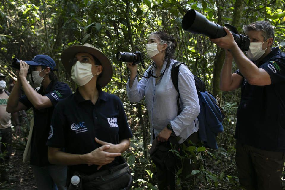 Sarah Darwin, great-great-granddaughter of Charles Darwin, second right, takes part in the planting of tree seedlings that will form an ecological corridor to allow a safe passageway for the region's most emblematic and endangered species: the golden lion tamarin. in the rural interior of Rio de Janeiro, Silva Jardim, Brazil, Friday, Nov. 10, 2023. (AP Photo/Bruna Prado)