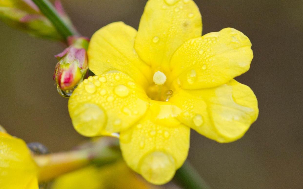 Winter jasmine (Jasminum nudiflorum) is full of surprises - Steffen Hauser