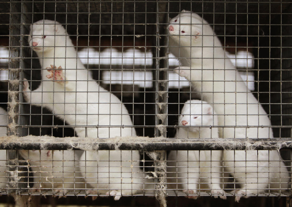 San Francisco City Supervisor Katy Tang, who sponsored the fur sale ban, expressed hope that the law will set an example for other cities. Minks are seen at a fur farm in Belarus. 