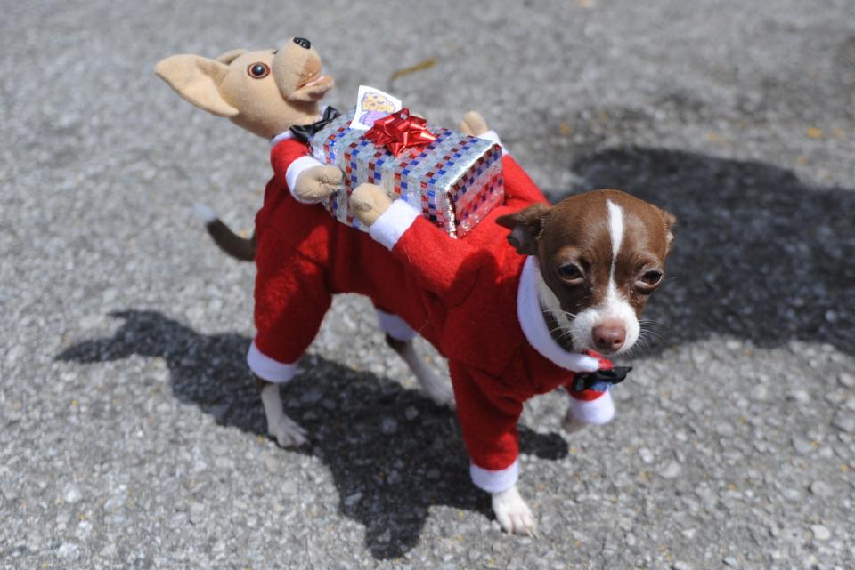 A dog dressed up as Santa Claus is seen during a fancy dress contest  in Guatemala city on October 26, 2014. AFP PHOTO Johan ORDONEZ        (Photo credit should read JOHAN ORDONEZ/AFP/Getty Images)