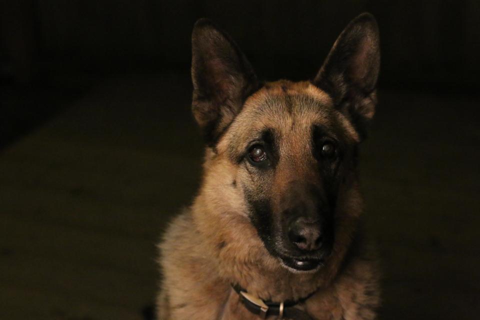 <strong>First Place</strong><br />"My Best Friend Roxy"<br />Roxy, German shepherd, U.S.<br />Photographer Mariah Mobley is 11 years old.