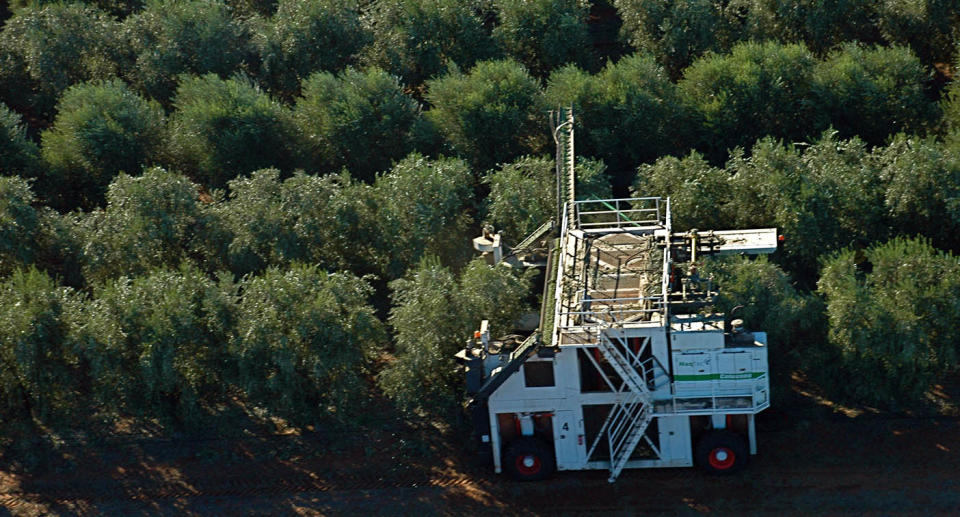 The olive harvesting machine, the Colossus at Boundary Bend in Victoria, which produces Cobram Estate Extra Virgin Olive Oil.