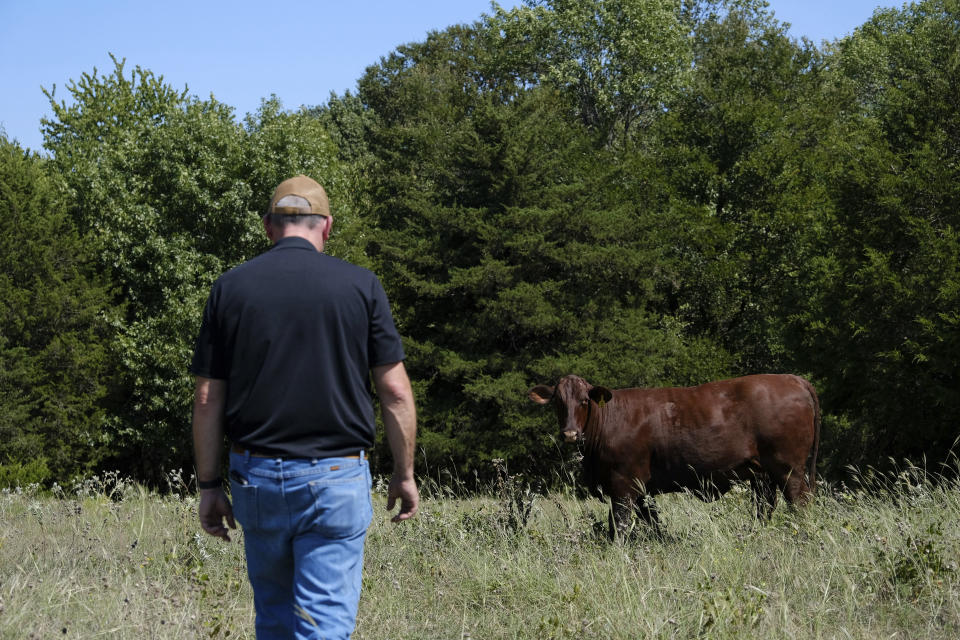 A Santa Gertrudis heifer watches Bart Barber approach from across his field in Farmersville, Texas, on Saturday, Sept. 24, 2022. (AP Photo/Audrey Jackson)