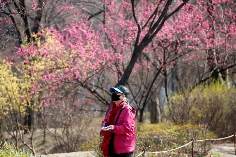 Woman wearing mask to prevent coronavirus looks at blossoms in park in Seoul