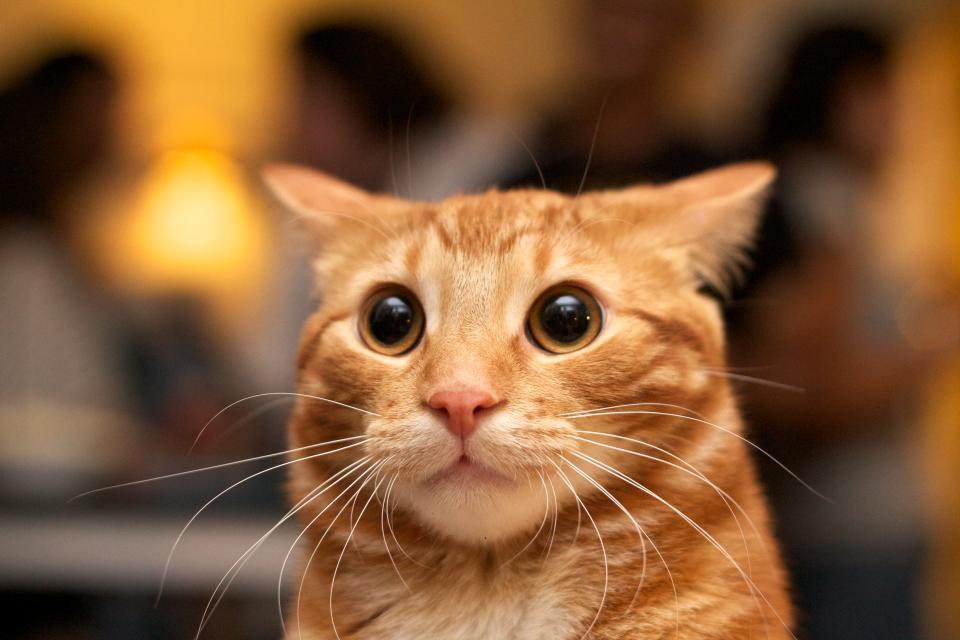 Flash photo of marmalade or orange cat looking surprised with large eyes, ears back.