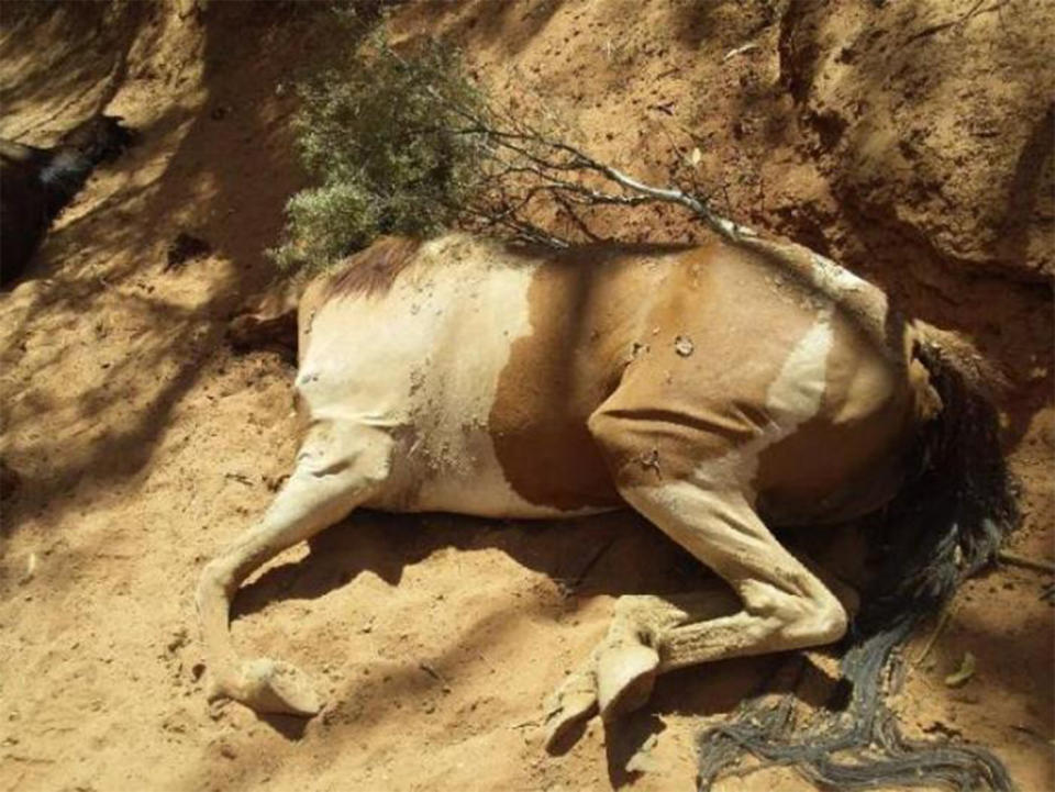 Brumbies dead in the Northern Territory: The horse carcasses were found near Santa Teresa, about 80 kilometres south east of Alice Springs. 