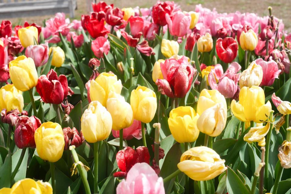 Tulips at the Liberty Grace Farm Tulip Festival on March 24 in Columbia.