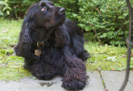 <p>Originally developed to be all-black show dogs in the late 19th and early 20th centuries, field spaniels were later redeveloped for field work </p>