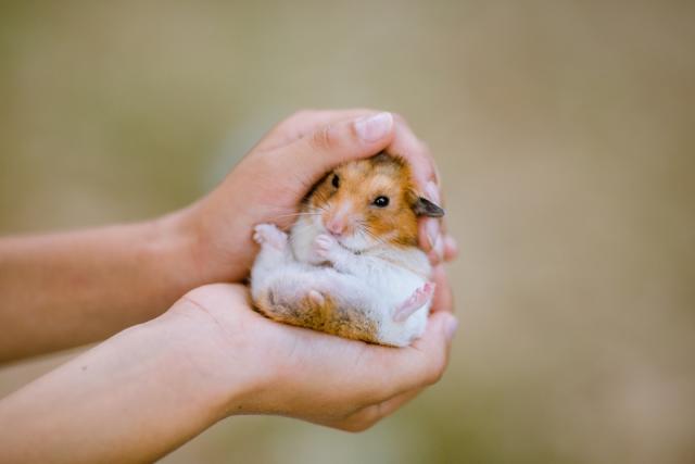 Keeping Hamsters as Pets