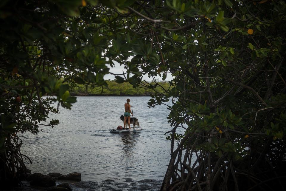 Sam Sterrett, Boca Raton, paddles into the Lake Worth Lagoon with her dog Maya in John D. MacArthur State Park Beach in North Palm Beach, Fla., on Friday, June 4, 2021.