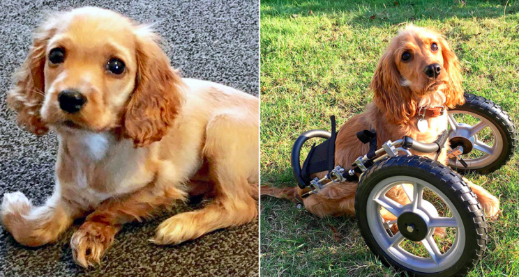 Deformed puppy wheelchair