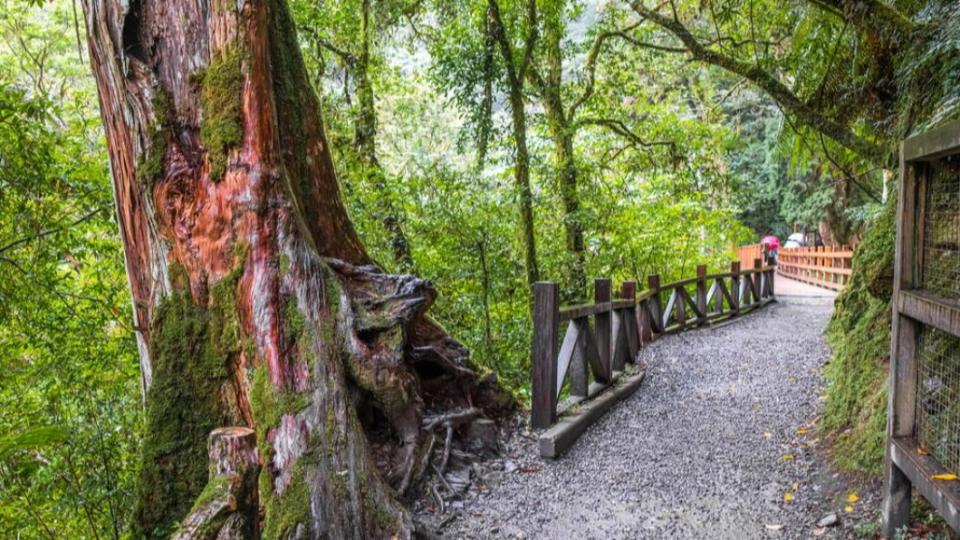 拉拉山巨木群步道能近距離觀賞神木的壯觀。（圖／翻攝自桃園旅遊資訊網）