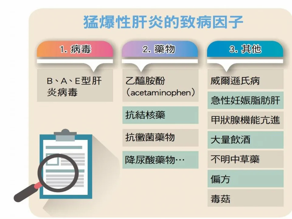 台灣猛爆性肝炎發生的最大原因仍是以B肝等病毒性肝炎為主。（圖：肝病防治學術基金會提供）