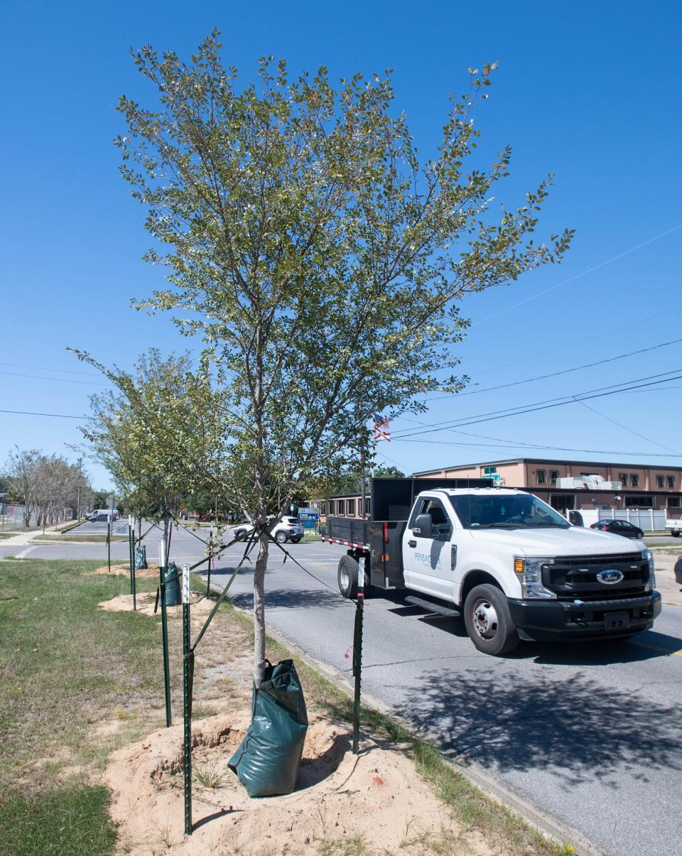 Newly planted trees along West Gregory Street at the intersection of South G Street in Pensacola on Monday, Oct. 9, 2023.