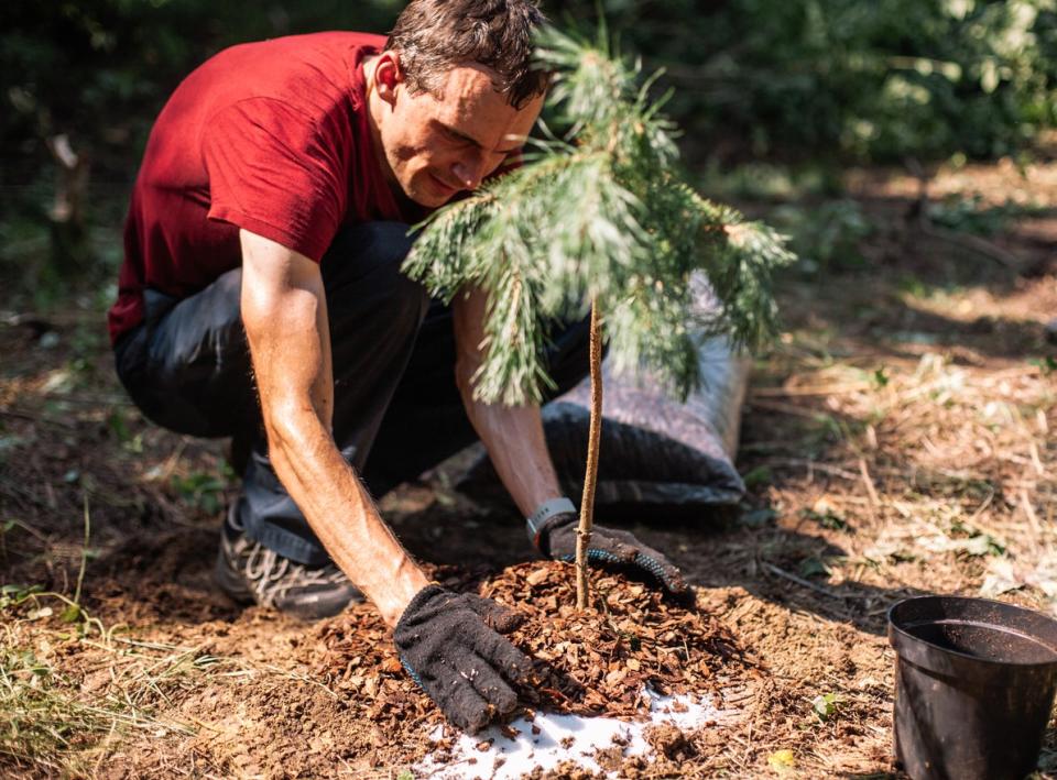 Gardener spreading bark mulch around newly planted pine tree